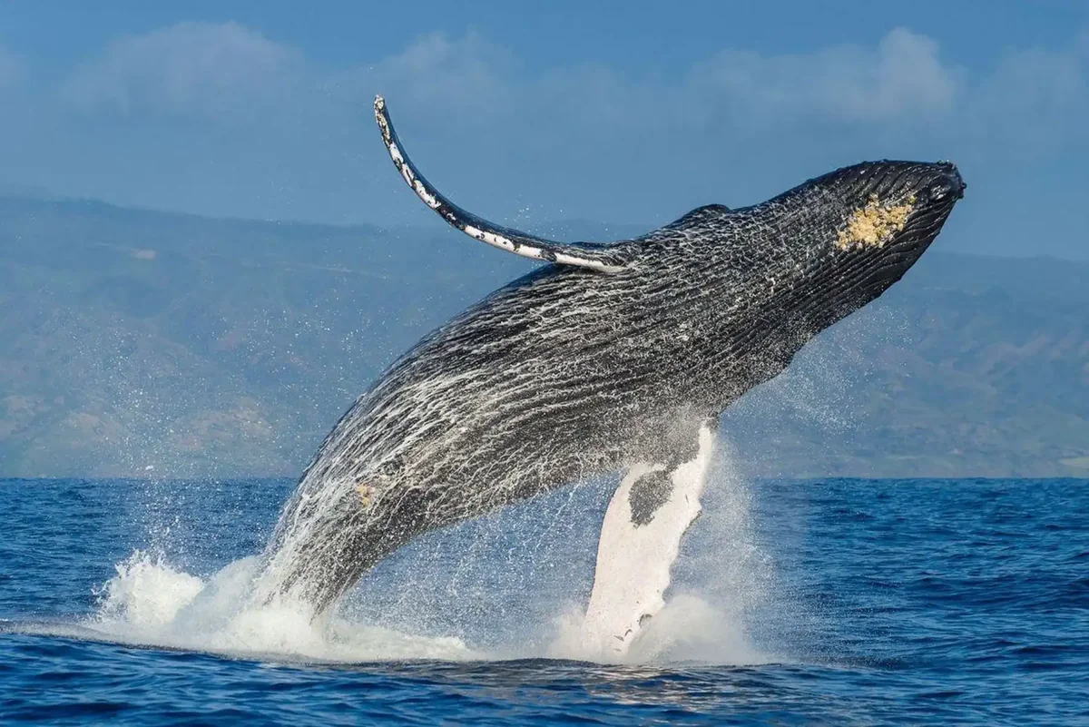 Ballena jorobada saltando fuera del agua con una aleta extendida