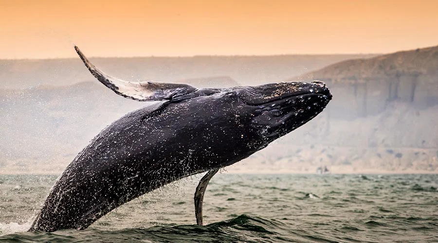 Ballena jorobada en pleno salto sobre el mar con la costa al fondo