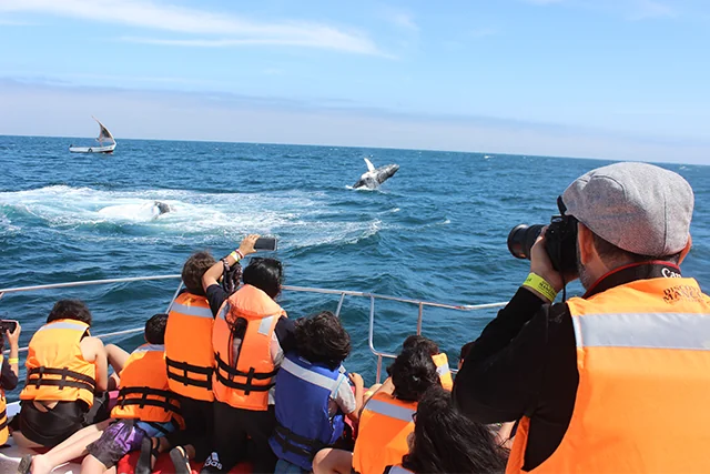 Viajeros con chalecos salvavidas fotografían una ballena desde una embarcación