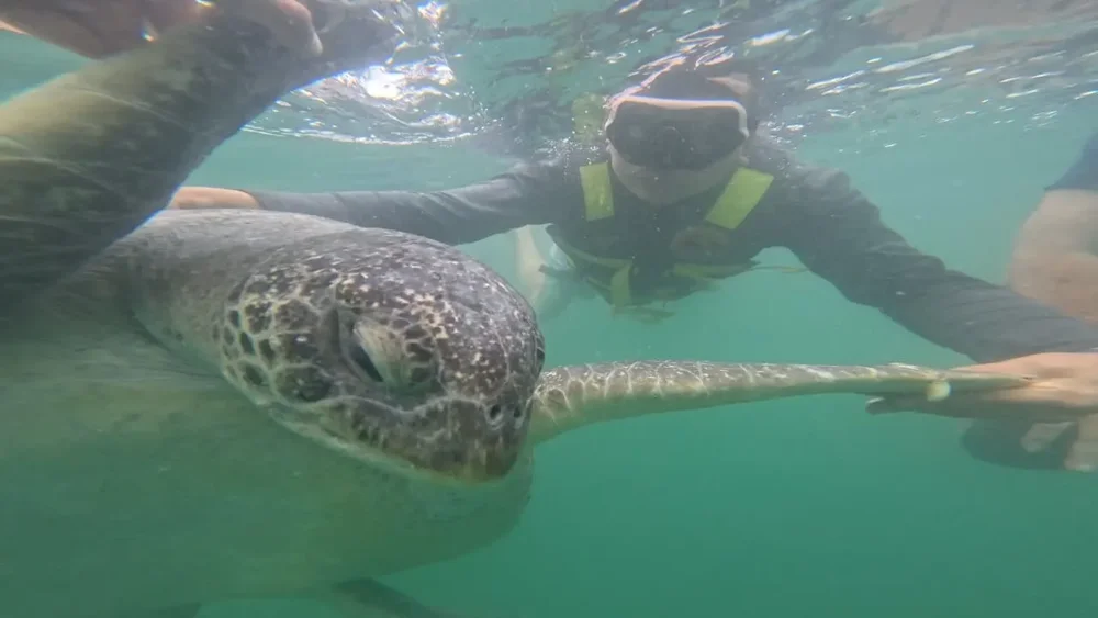 Viajero con máscara y chaleco junto a una tortuga marina bajo el agua